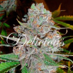 La diva auto 100% delicious