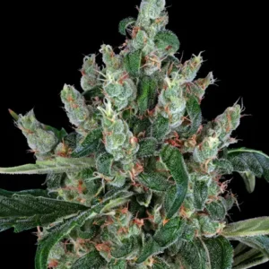 Laughing buddha 100% barney's farm seeds