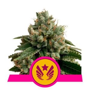 Legendary og punch