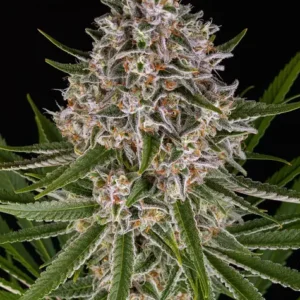 Lemon haze auto barney's farm seeds