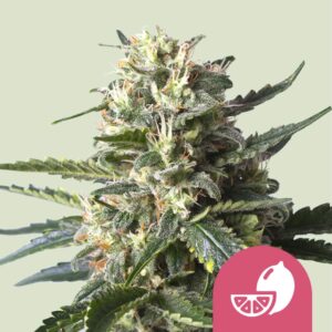 Lemon shining silver haze