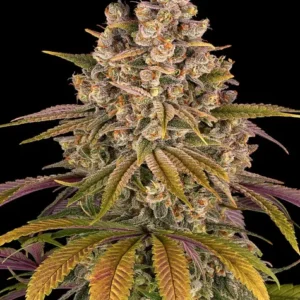 Lemon tree (10) 100% barney's farm seeds
