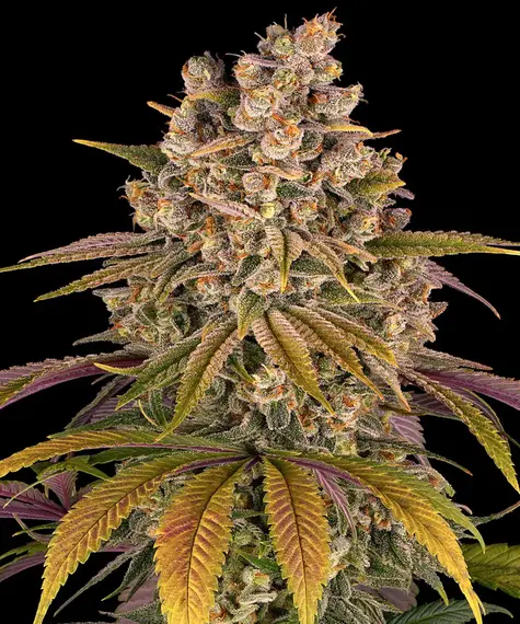Lemon tree (10) 100% barney's farm seeds