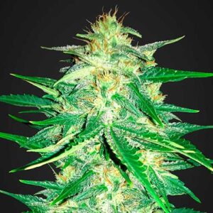 Lemon ak auto fastbuds