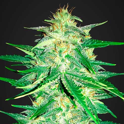 Lemon ak auto fastbuds