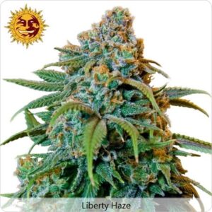 Liberty haze 100% barney´s farm seeds
