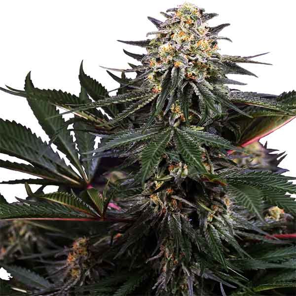 Lockdown kush