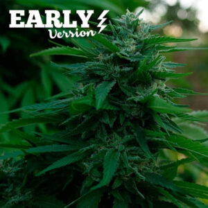 Lord kush early version 100% delicious