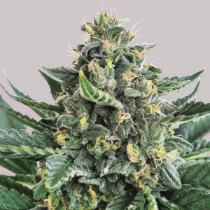 Lord kush 100% delicious