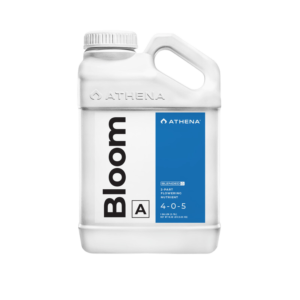 Bloom a