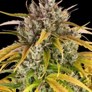 Lsd auto barney´s farm seeds