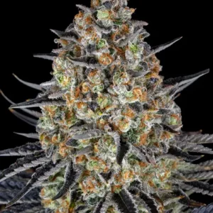 Lsd 100% barney's farm seeds