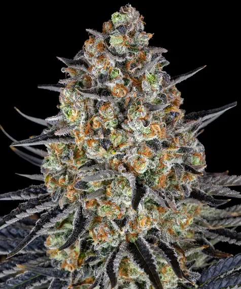 Lsd 100% barney's farm seeds