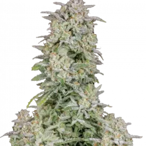 Forbidden runtz auto fastbuds