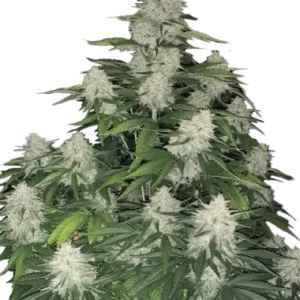 Auto Gelato