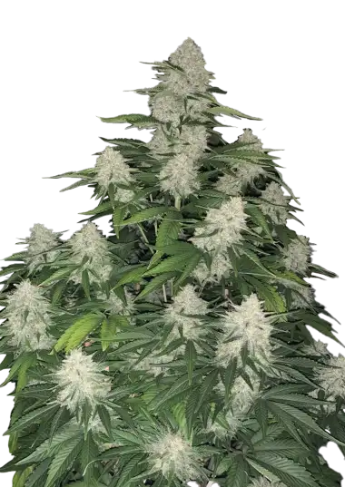 Auto Gelato — semilla autofloreciente a granel