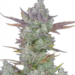 Gorilla cookies auto fastbuds