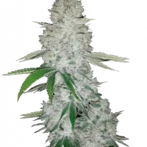 Gorilla auto fastbuds