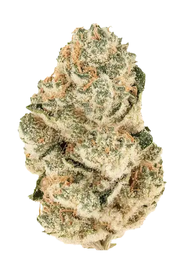Gorilla melon 100% fastbuds