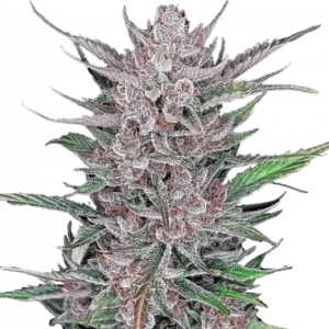 Gorilla punch auto fastbuds