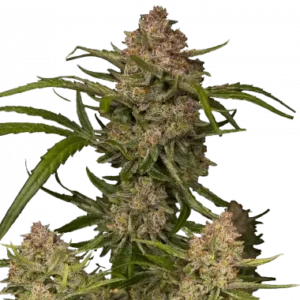 Guava auto fastbuds