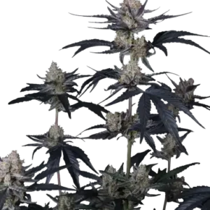 Guava runtz auto fastbuds