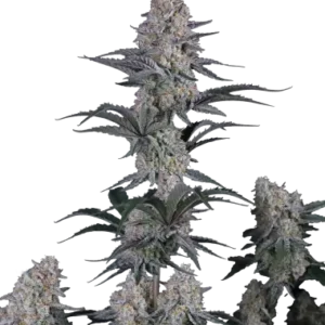 Guava sundae auto fastbuds