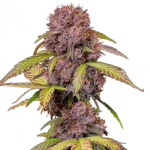 Lemon cherry cookies auto fastbuds