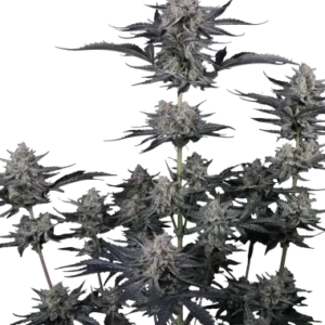 Mendo guava auto fastbuds