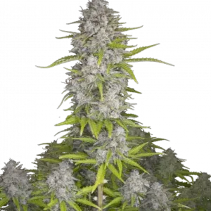 Orange sherbet auto fastbuds