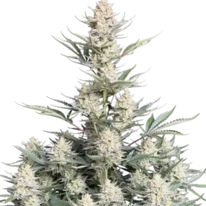Auto Bubble Gum