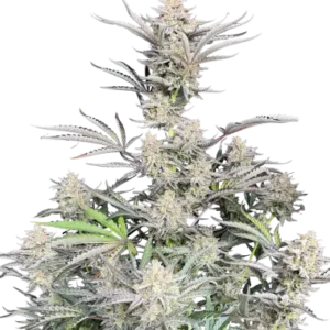 Auto Cheese