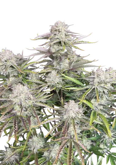 Original cinderella auto fastbuds