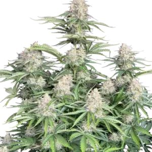 Auto Moby Dick