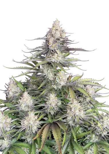 Original trainwreck auto fastbuds