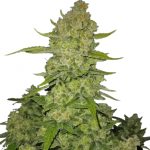 Papaya cookies auto fastbuds