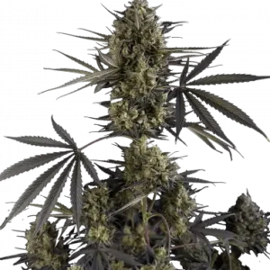 Pound cake auto fastbuds