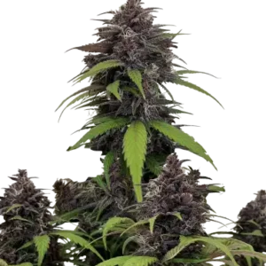 Purple haze auto fastbuds