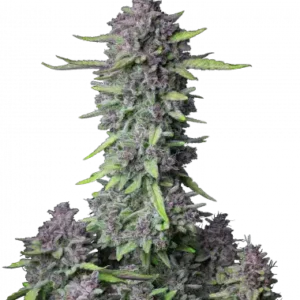 Purple punch auto fastbuds