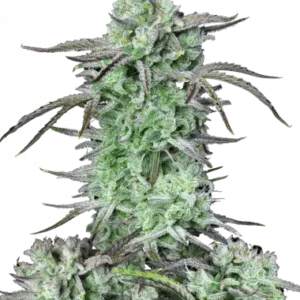 Strawberry banana auto fastbuds