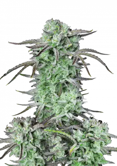 Strawberry banana auto fastbuds