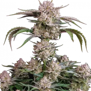 Strawberry gorilla auto fastbuds