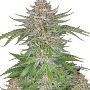 Strawberry pie auto fastbuds