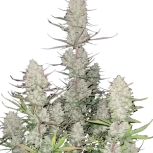Tropicana cookies auto fastbuds