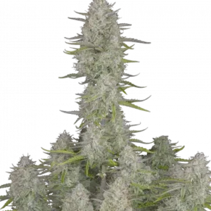 Wedding cheesecake (5) auto fastbuds