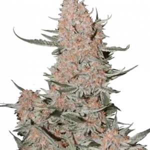 Ztrawberriez auto fastbuds
