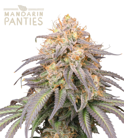 Mandarin panties auto