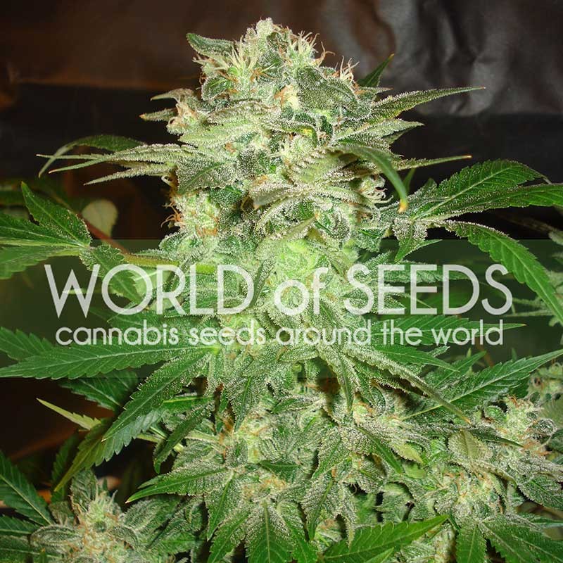 Mazar kush