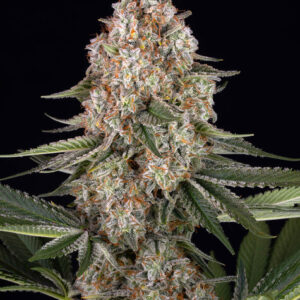 Mendo breath barneys farm