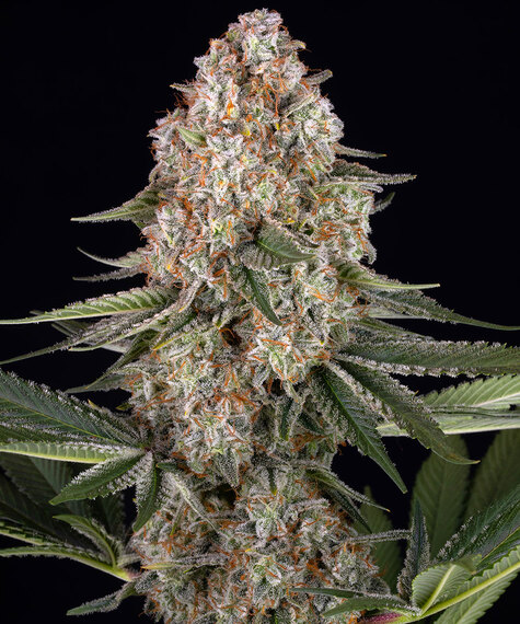 Mendo breath barneys farm